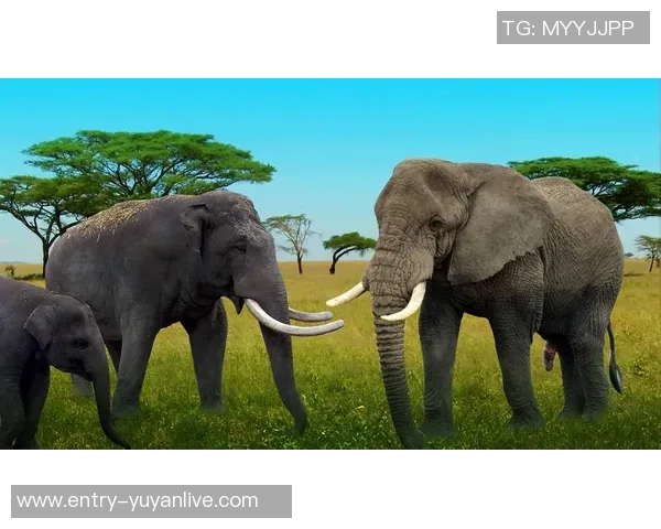 大象预测巴西与荷兰对决谁将赢得世界杯荣耀之战